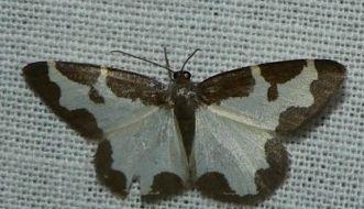 gerande spanner.jpg - Gerande spanner - Lomaspilis marginata